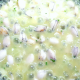 Perlas en salsa verde