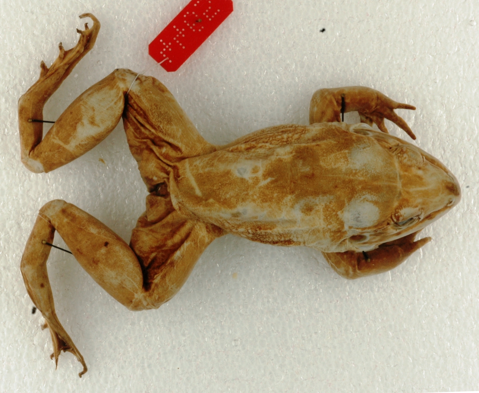 RANA-MACRODON - Ancas de Rana Premium